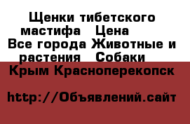 Щенки тибетского мастифа › Цена ­ 80 - Все города Животные и растения » Собаки   . Крым,Красноперекопск